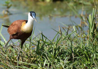 Jacana à poitrine dorée