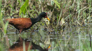 Wattled Jacana