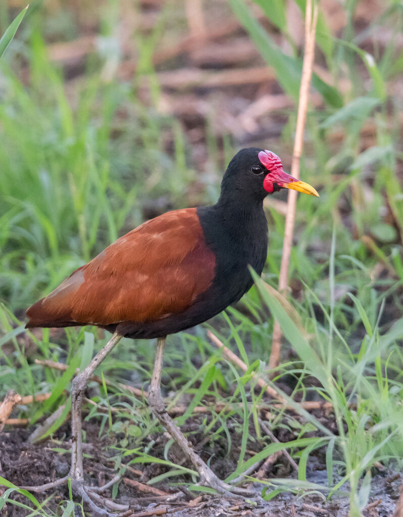 Jacana noir