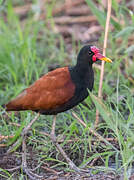 Wattled Jacana