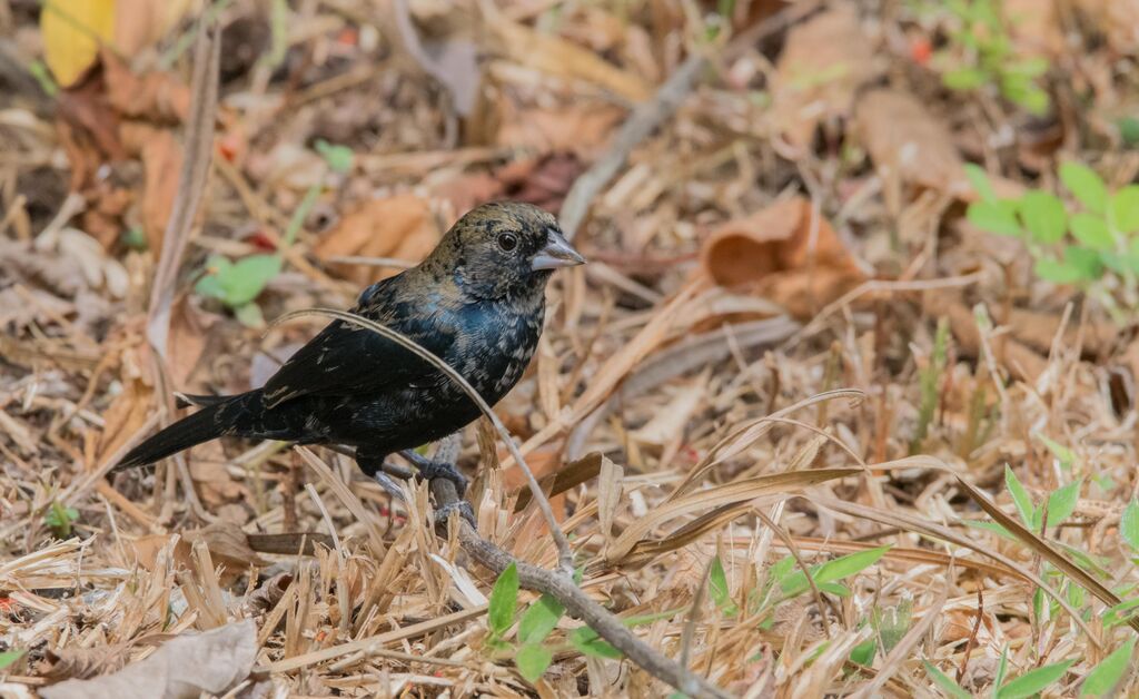 Blue-black Grassquit