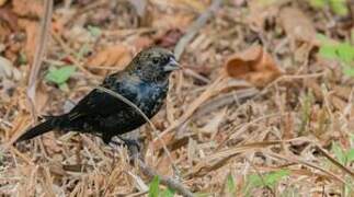 Blue-black Grassquit