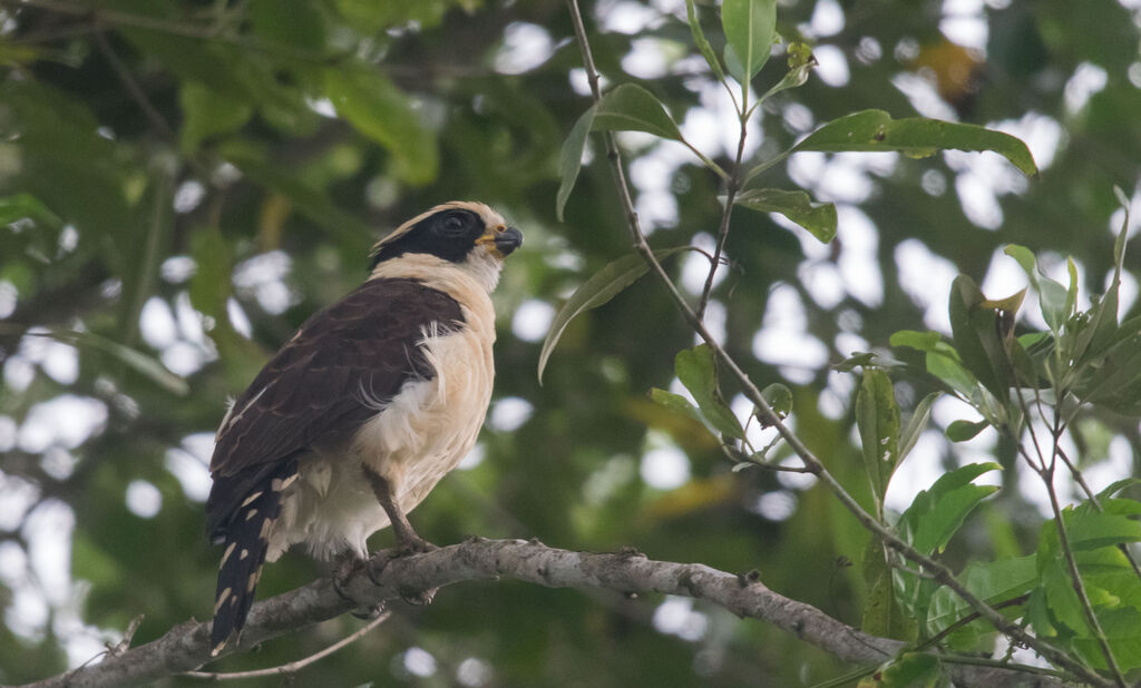 Laughing Falcon