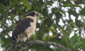 Laughing Falcon