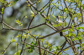 White-browed Sparrow-Weaver