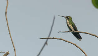 Black-throated Mango