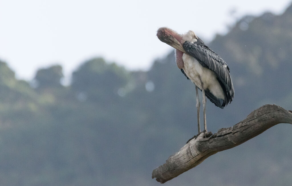 Marabou Stork