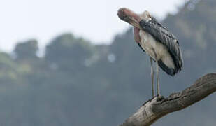 Marabou Stork