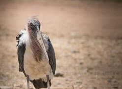 Marabou Stork