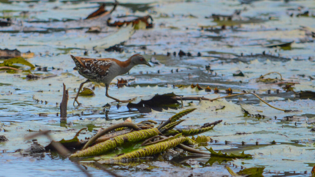 Baillon's Crake