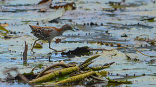 Baillon's Crake