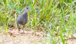 Ash-throated Crake