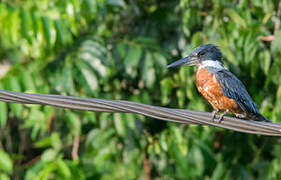 Ringed Kingfisher