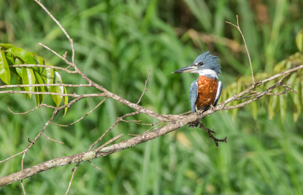 Ringed Kingfisher