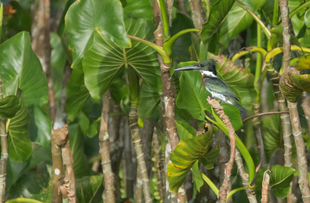 Amazon Kingfisher