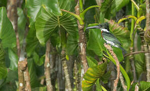 Amazon Kingfisher