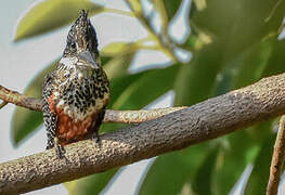 Giant Kingfisher