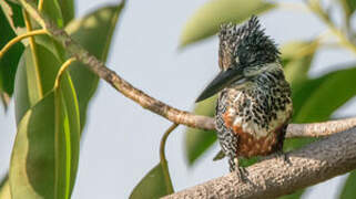 Giant Kingfisher