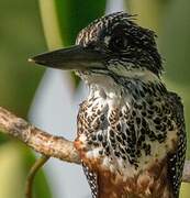 Giant Kingfisher