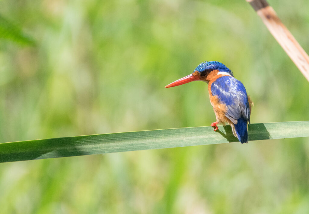 Malachite Kingfisher