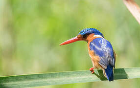 Malachite Kingfisher