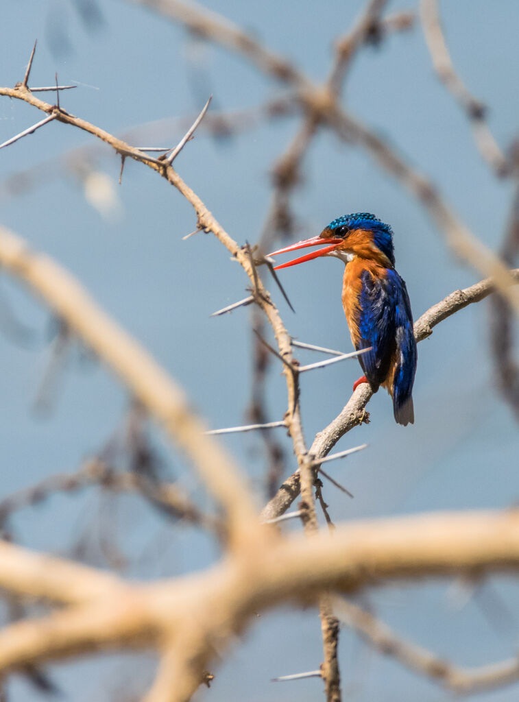 Malachite Kingfisher