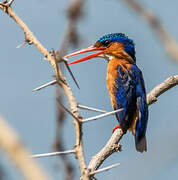 Malachite Kingfisher