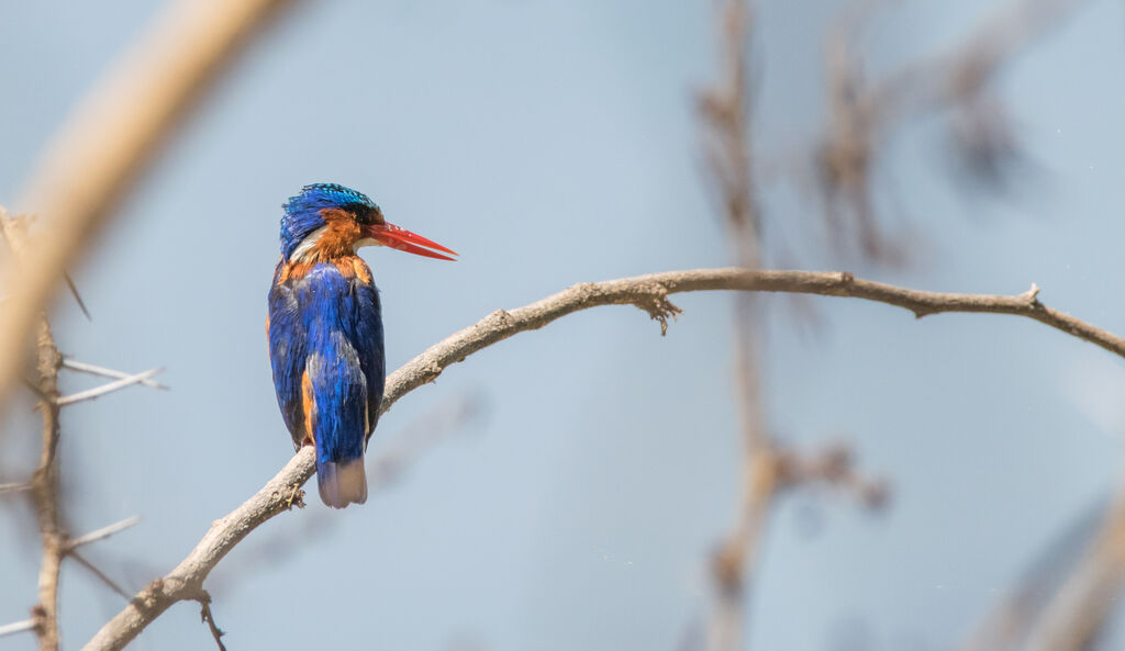 Malachite Kingfisher