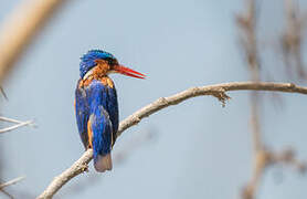 Malachite Kingfisher