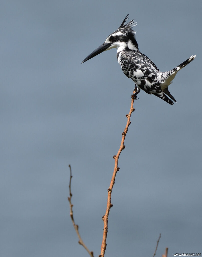 Pied Kingfisher