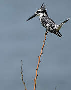 Pied Kingfisher