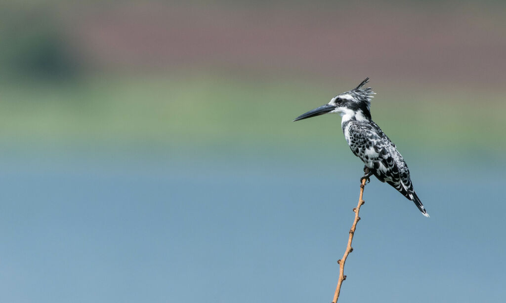 Pied Kingfisher