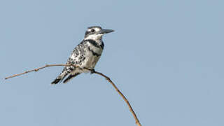 Pied Kingfisher