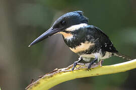 Green Kingfisher