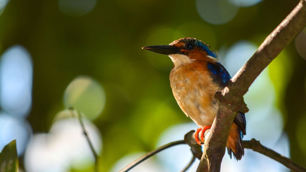 Malagasy Kingfisher