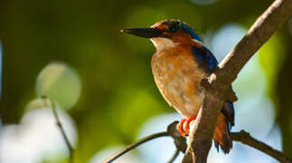 Malagasy Kingfisher