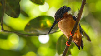 Malagasy Kingfisher