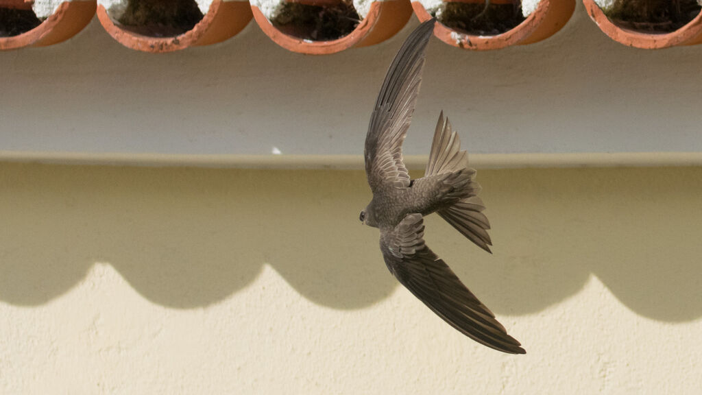 Pallid Swift