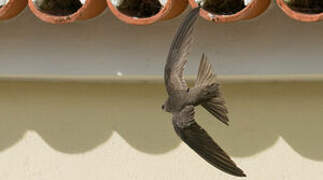 Pallid Swift