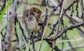 Moustached Grass Warbler