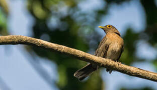 Spectacled Thrush