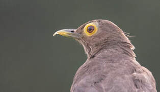 Spectacled Thrush