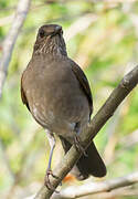 Pale-breasted Thrush