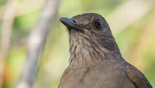 Pale-breasted Thrush