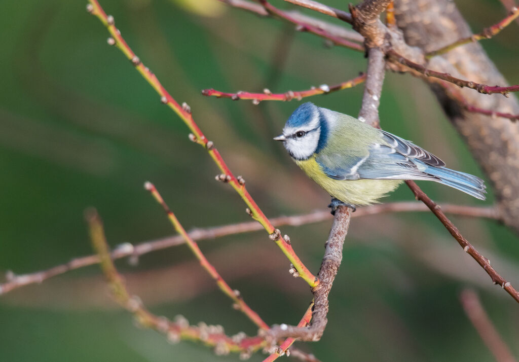 Mésange bleue