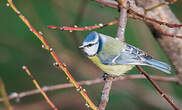 Mésange bleue