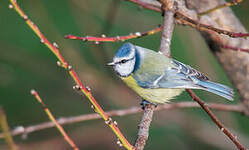 Mésange bleue