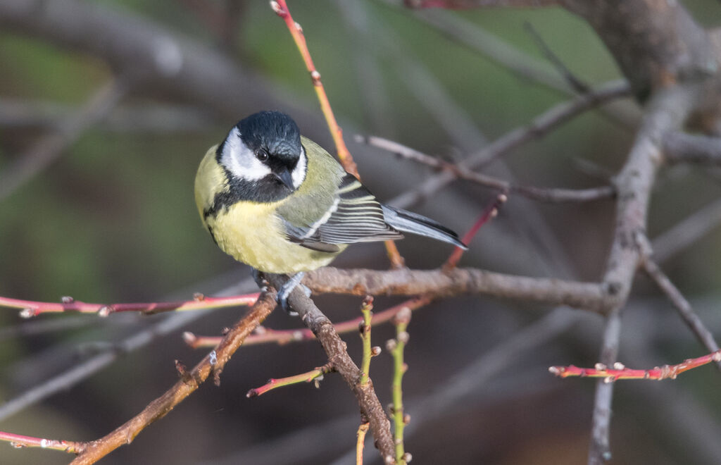 Mésange charbonnière