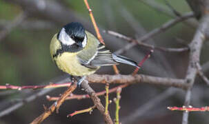 Great Tit