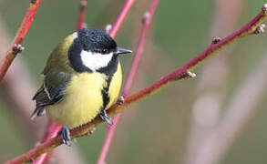 Great Tit